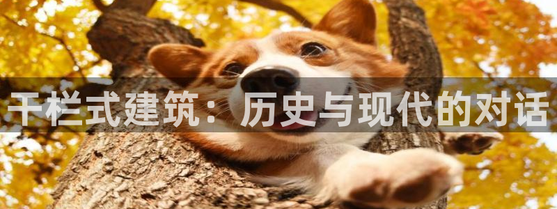 新航娱乐登录注册：干栏式建筑：历史与现代的对话
